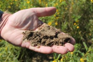 Cover photo for Gardening in Sandy and Acidic Soils