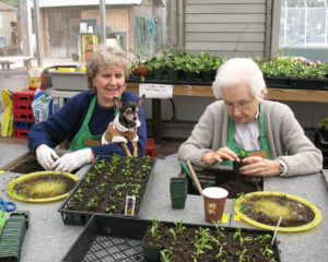 Cover photo for The Role of Horticulture in Human Well-being and Social Development