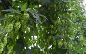 Cover photo for Want to Learn All About Growing and Selling Hops?
