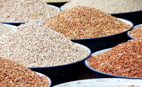 Cover photo for Nigeria: Despite Controversy, Nigeria 'Approves' First Genetically Modified Crop