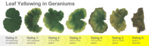 Leaf yellowing scale in geraniums