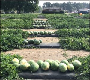 melons in the field