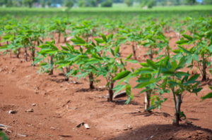 Cover photo for Biofortified Cassava Supplies Increased Levels of Iron and Zinc