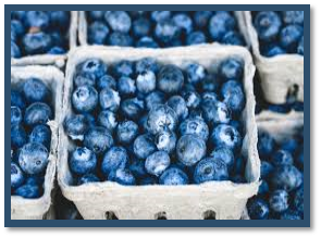 Cover photo for Blueberry Production & Pruning Workshop