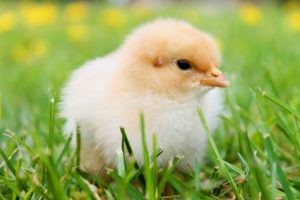 picture of a baby chick