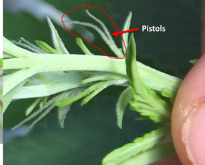 image of female flower on hemp
