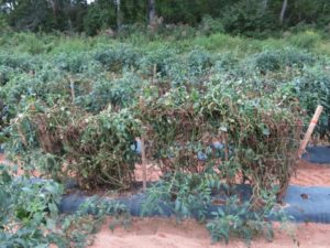 Bacterial spot symptoms on field tomatoes caused by Xanthomonas perforans