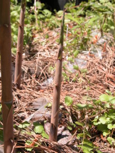 a young bamboo shoot emerging from the ground