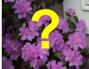 Cover photo for Get Your Garden Questions Answered Here!
