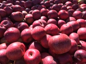 Cover photo for Enter in the 2019 Apple Recipe Contest