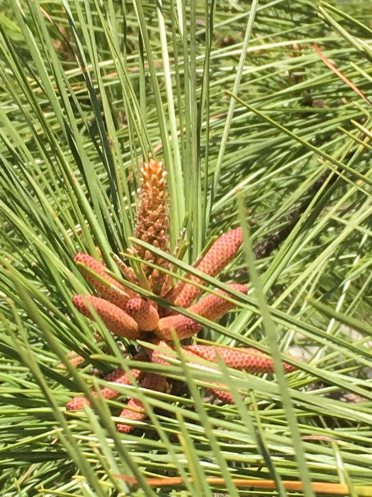 Predicting the Start of the Pine Pollen Season NC State Extension