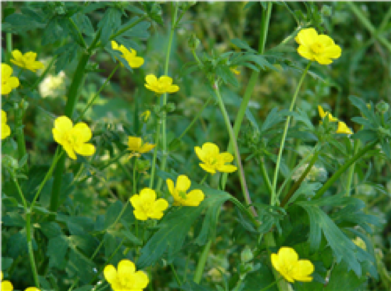control of creeping buttercup in grassland control of creeping buttercup in grassland