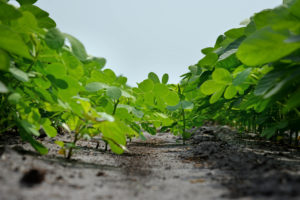 Soybean plants at the early stage of growth in the field.