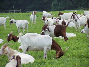 Adult does control-grazed with temporary fences