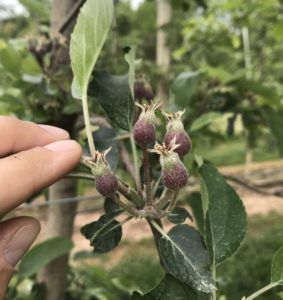 Cover photo for Post-Bloom Thinning Update: 4.28.19