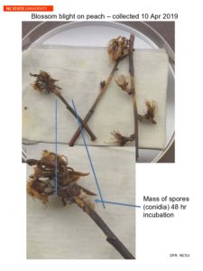 Peach Blossom Blight with conidia