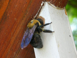 Female carpenter bee drilling hole in spindle