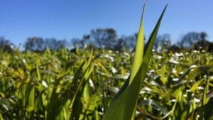 Closeup of Field of Cover Crops