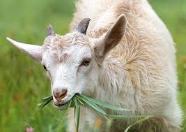 Cover photo for Piedmont Regional Goat & Sheep Conference