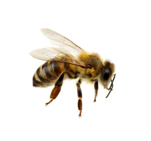 Cover photo for 4-H Beekeeping Club Interest Meeting