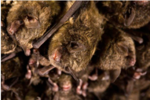 Bats