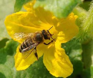 Cover photo for Pollinators Are Essential to Our Existence