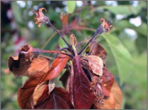 image of Blossom Blight on 'Gala' by Kerik Cox, Cornell University
