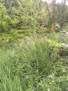 Overgrown areas are prime habitat for snakes, which can bite pets.