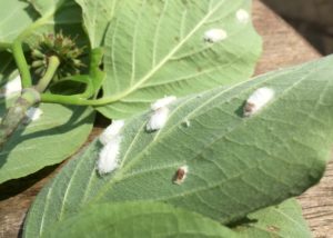 Cottony maple leaf scale, Pulvinaria acericola, ovisacs on dogwood leaves. Photo: SD Frank