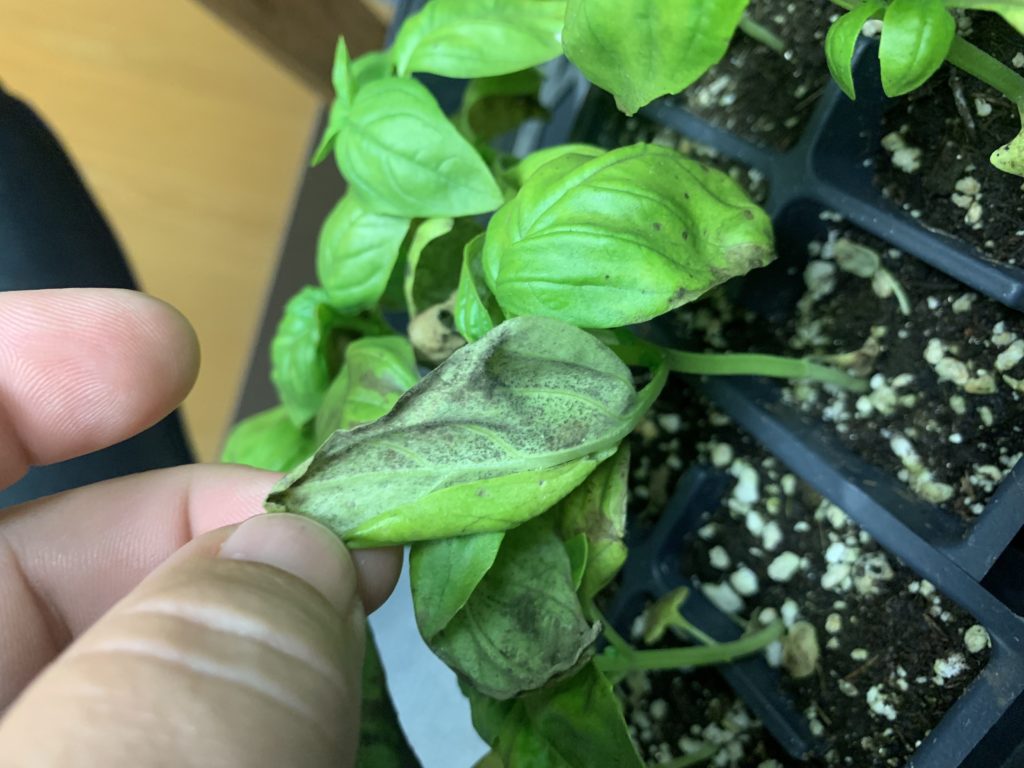 Basil Downy Mildew Found in Greenhouse in Eastern NC May 16, 2019