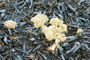 slime mold on lawn and mulch