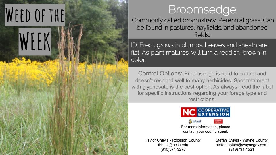 Weed of the Week Broomsedge N.C. Cooperative Extension