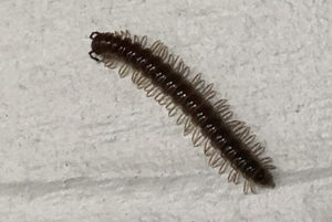 Millipede on house siding