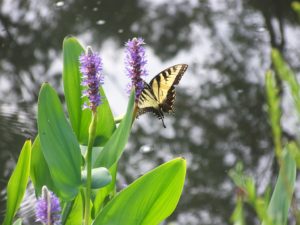 pickerelweed with butterfly