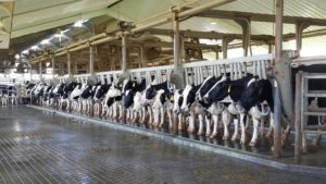Cover photo for Dairy Margin Coverage Informational Meeting