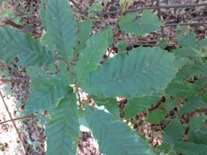 Chestnut Sapling