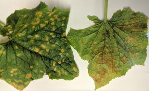 Cover photo for Cucurbit Downy Mildew-Confirmed in Henderson County