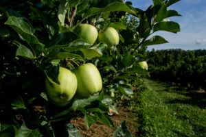 Cover photo for WNC Orchard Insect Pest Populations - July 15, 2019