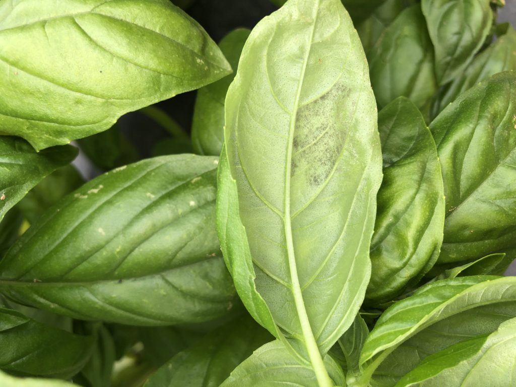 Basil Downy Mildew Found in Western N.C. NC State Extension