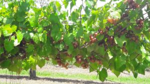 Muscadine grapes. New Hanover Co.