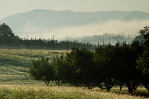 Cover photo for WNC Orchard Insect Pest Populations - September 10, 2019