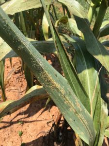 Sugarcane Aphid