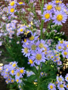 Cover photo for Alamance Gardener September 2019