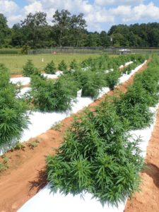 Cover photo for Another NCSU Hemp Field Day Coming Up on August 27, 2019!