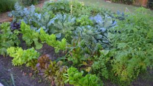 fall vegetable garden