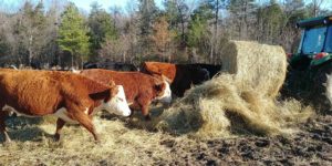 Cover photo for Pasture Management Class *Winter Focus*