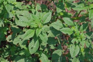 Palmer Amaranth Close Up