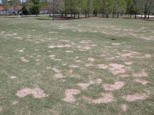 Cover photo for Time to Treat for Spring Dead Spot & Large Patch
