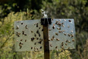 Picture of brown marmorated stink bugs on trap