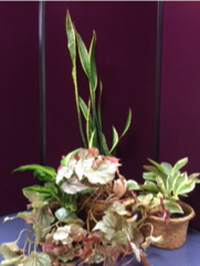 Houseplants